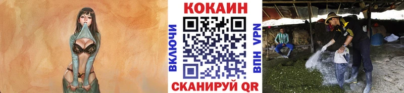 Купить где Медвежьегорск Кокаин Эквадор